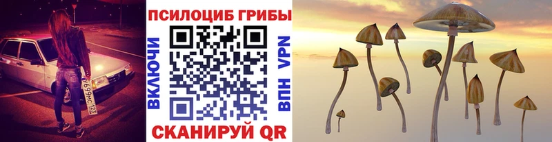 Купить  Куртамыш  Псилоцибиновые грибы Cubensis 